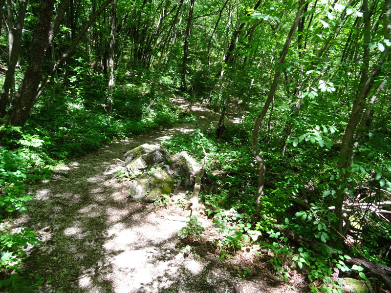 Stemonitis fusca var. rufescens